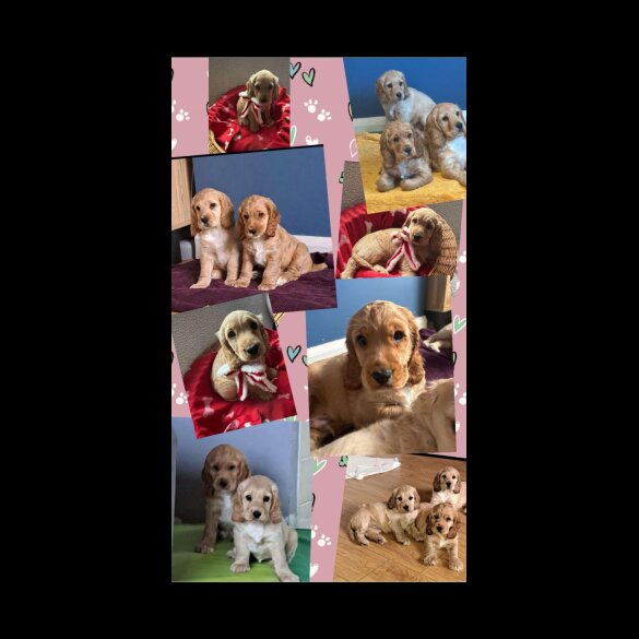 Cocker Spaniel (Working &amp; Show) - Both