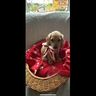 Cocker Spaniel (Working &amp; Show) - Both