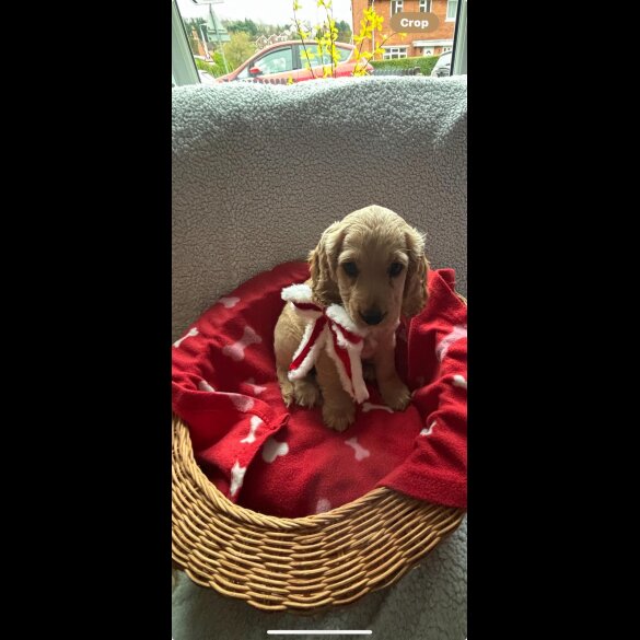 Cocker Spaniel (Working &amp; Show) - Both