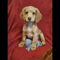 Cocker Spaniel (Working &amp; Show) - Dogs
