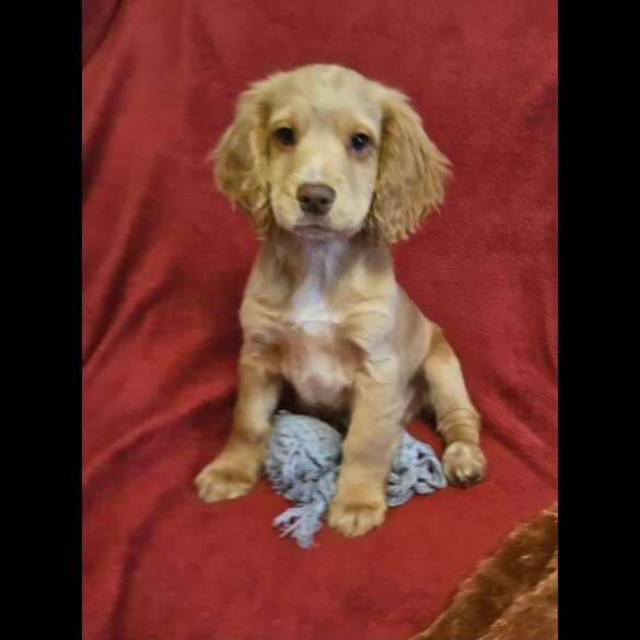 Cocker Spaniel (Working &amp; Show) - Dogs