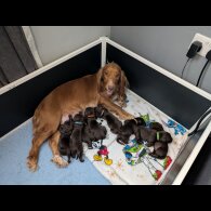 Cocker Spaniel (Working &amp; Show) - Both