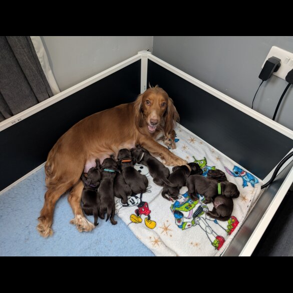 Cocker Spaniel (Working &amp; Show) - Both