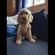 Cocker Spaniel (Working &amp; Show) - Both