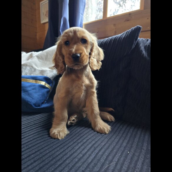 Cocker Spaniel (Working &amp; Show) - Both