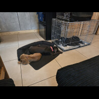 Cocker Spaniel (Working &amp; Show) - Both