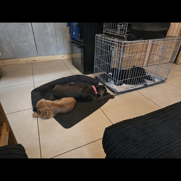 Cocker Spaniel (Working &amp; Show) - Both