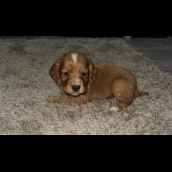 Cocker Spaniel (Working &amp; Show) - Both