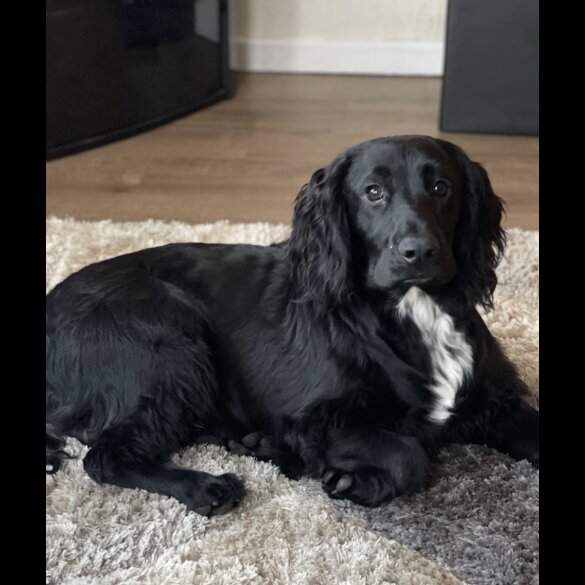 Cocker Spaniel (Working &amp; Show) - Both