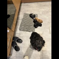 Cocker Spaniel (Working &amp; Show) - Both