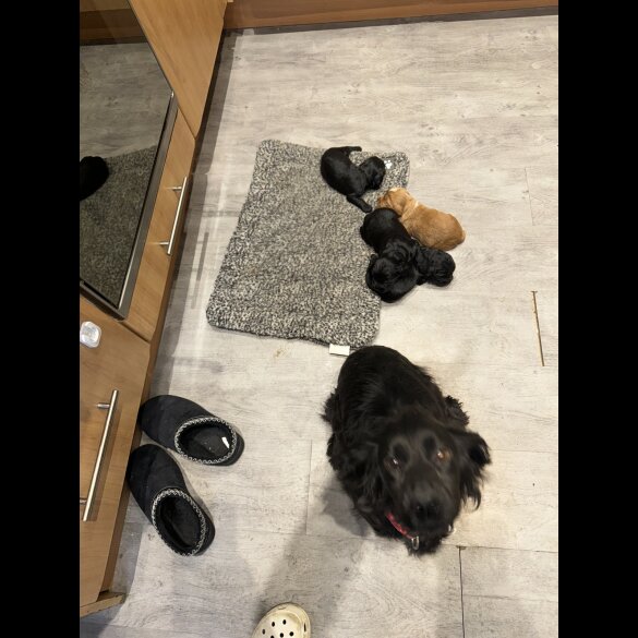 Cocker Spaniel (Working &amp; Show) - Both
