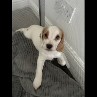 Cocker Spaniel (Working &amp; Show) - Dogs