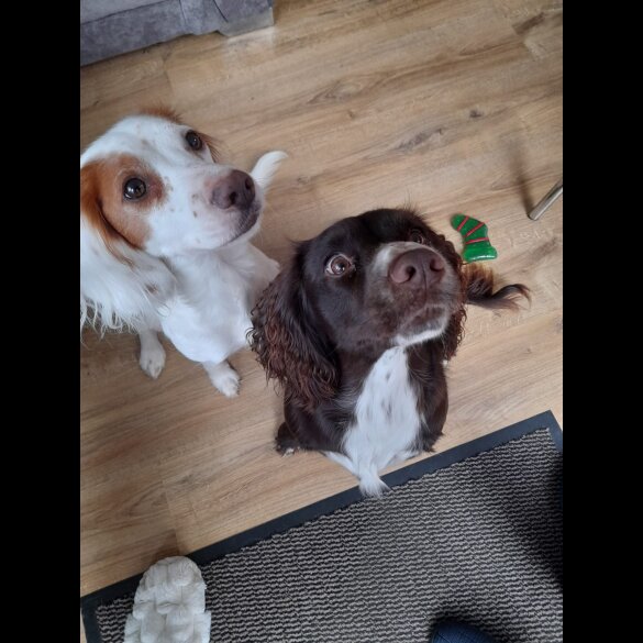 Cocker Spaniel (Working &amp; Show) - Dogs