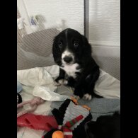 Cocker Spaniel (Working &amp; Show) - Dogs