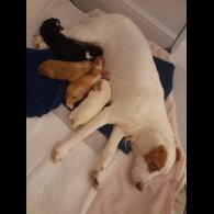 Cocker Spaniel (Working &amp; Show) - Dogs