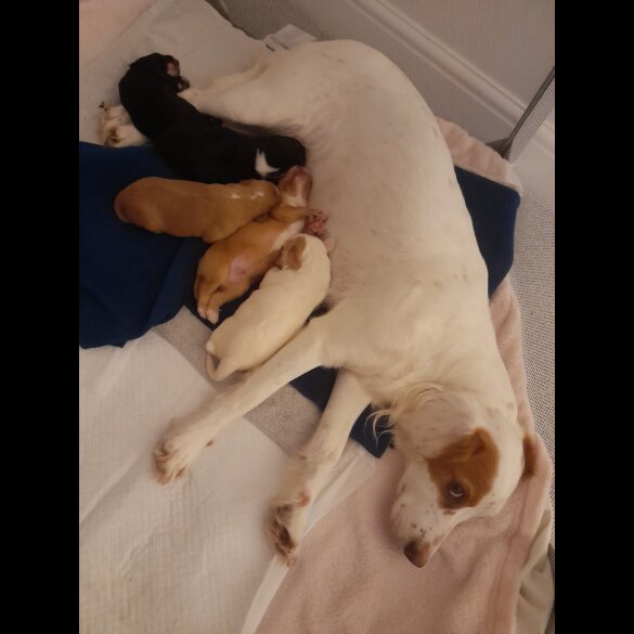Cocker Spaniel (Working &amp; Show) - Dogs