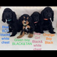 Cocker Spaniel (Working &amp; Show) - Both