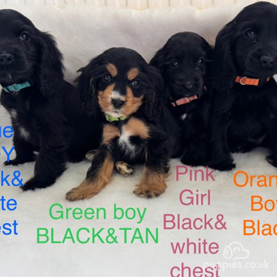 Kc registered working cocker spaniel puppies for sale clearance
