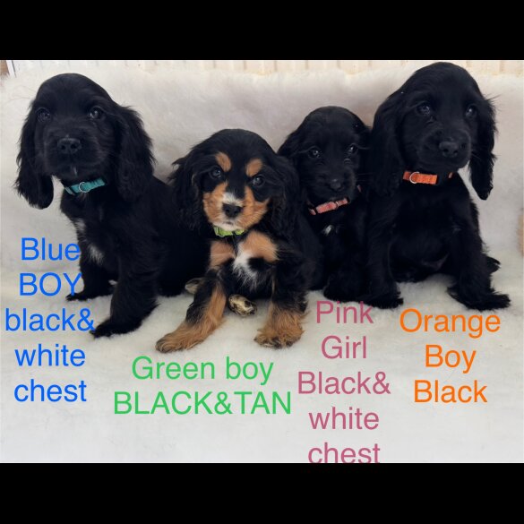 Cocker Spaniel (Working &amp; Show) - Both