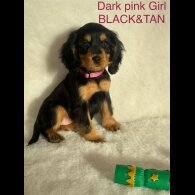 Cocker Spaniel (Working &amp; Show) - Both