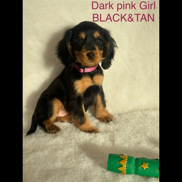 Cocker Spaniel (Working &amp; Show) - Both