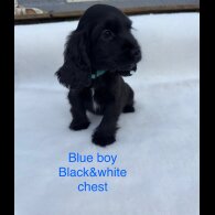 Cocker Spaniel (Working &amp; Show) - Both