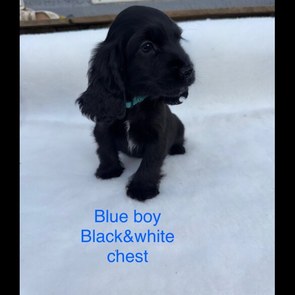 Cocker Spaniel (Working &amp; Show) - Both