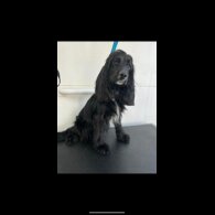 Cocker Spaniel (Working &amp; Show) - Both