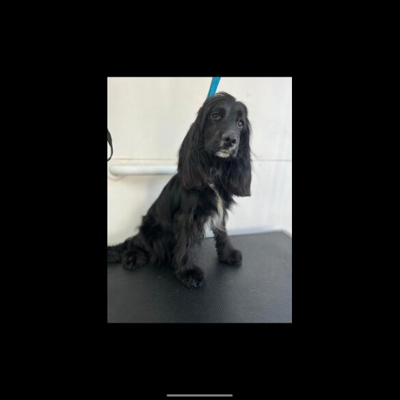 Cocker Spaniel (Working &amp; Show) - Both