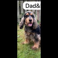 Cocker Spaniel (Working &amp; Show) - Both