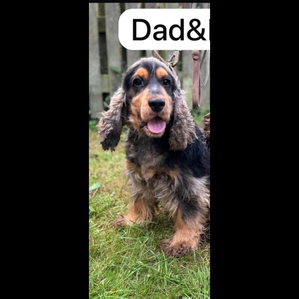 Cocker Spaniel (Working &amp; Show) - Both