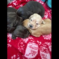 Cocker Spaniel (Working &amp; Show) - Both