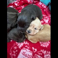 Cocker Spaniel (Working &amp; Show) - Both