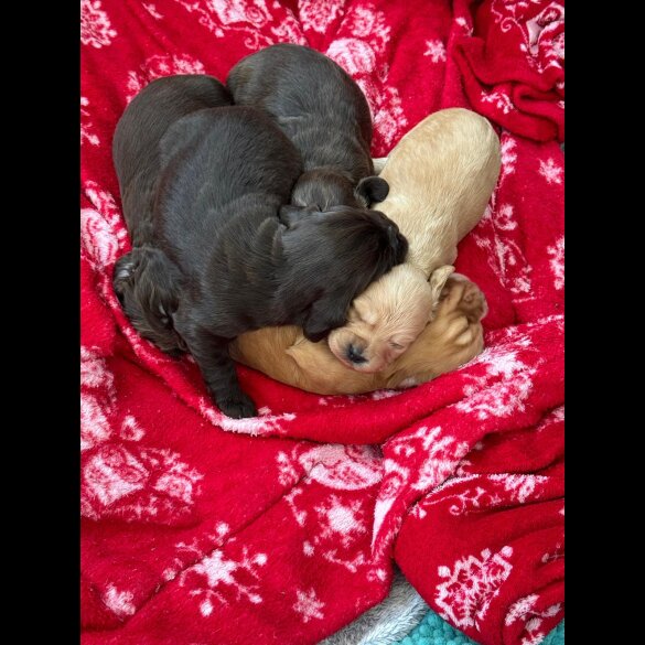 Cocker Spaniel (Working &amp; Show) - Both