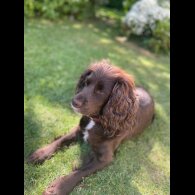Cocker Spaniel (Working &amp; Show) - Both