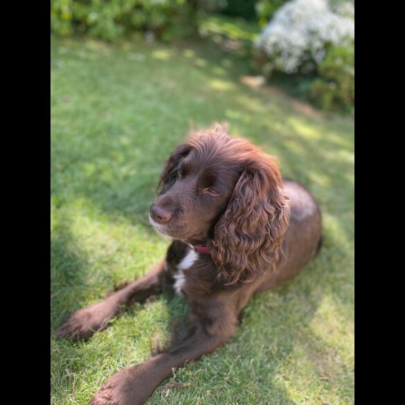 Cocker Spaniel (Working &amp; Show) - Both