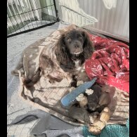 Cocker Spaniel (Working &amp; Show) - Both