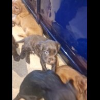 Cocker Spaniel (Working &amp; Show) - Both
