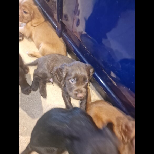 Cocker Spaniel (Working &amp; Show) - Both