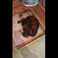 Cocker Spaniel (Working &amp; Show) - Both