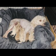 Maltese - Both