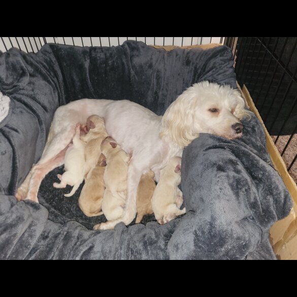 Maltese - Both