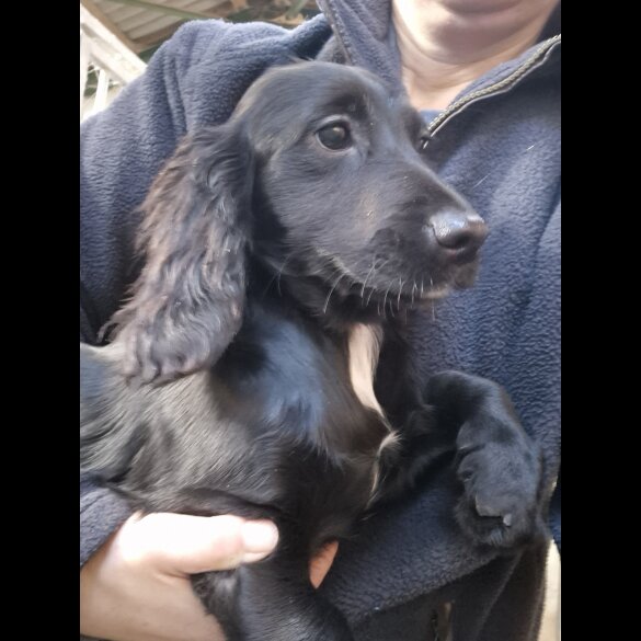 Cocker Spaniel (Working &amp; Show) - Bitches