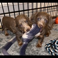 Dachshund (Standard &amp; Miniature) - Both