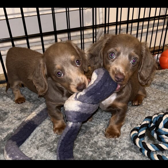 Dachshund (Standard &amp; Miniature) - Both