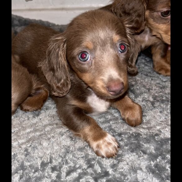 Dachshund (Standard &amp; Miniature) - Both