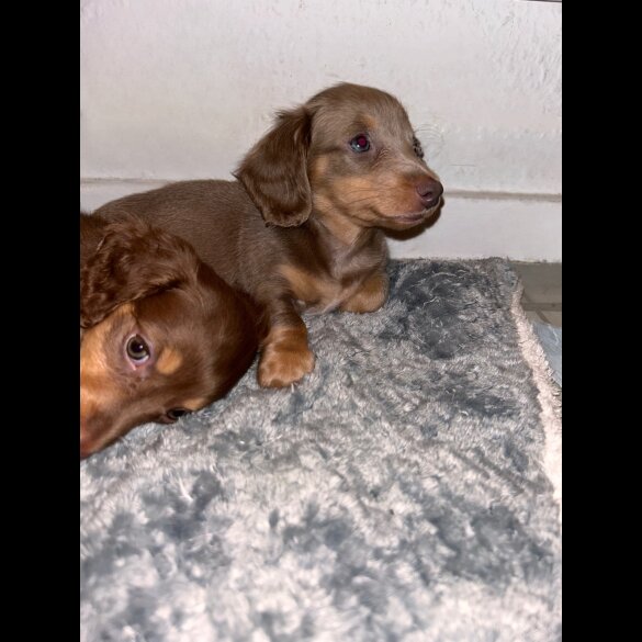 Dachshund (Standard &amp; Miniature) - Both