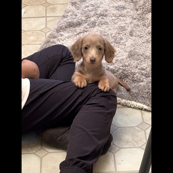 Dachshund (Standard &amp; Miniature) - Both