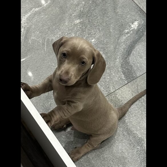 Dachshund (Standard &amp; Miniature) - Dogs