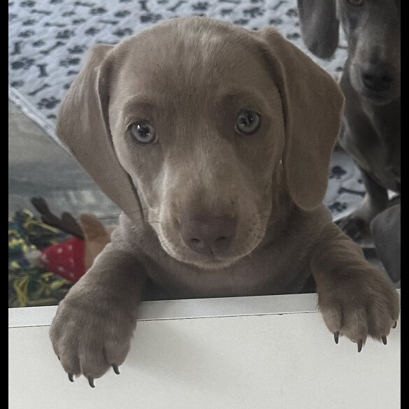 Dachshund (Standard &amp; Miniature) - Dogs